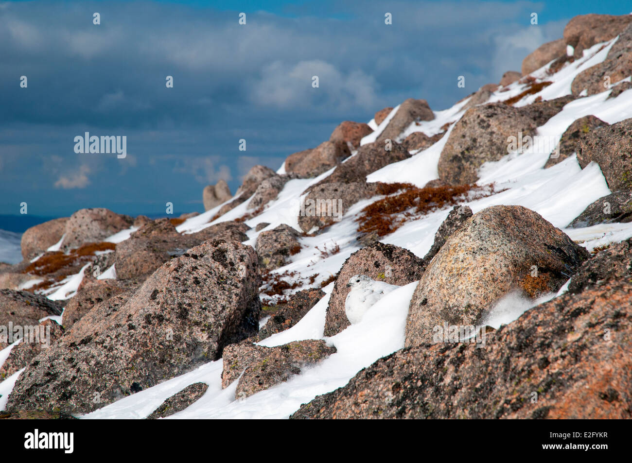 Le lagopède alpin (Lagopus mutus) femelle adulte en plumage d'hiver, se cachant dans un champ de rochers,haute sur les pentes du Cairn Gorm Banque D'Images