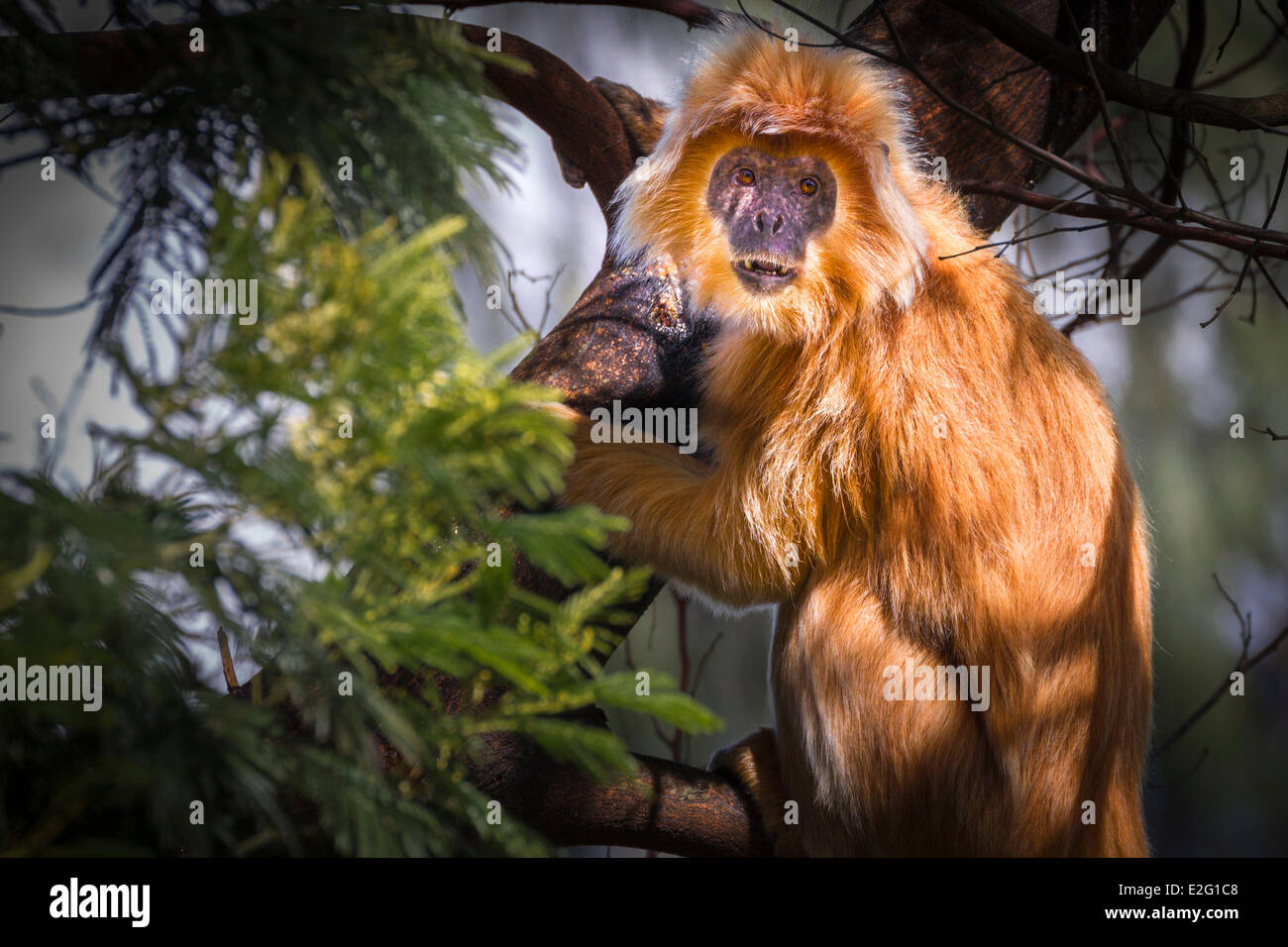 L'Indonésie Kawah Ijen Java langur de Java avec orange fourrure dorée (Trachypithecus auratus) Banque D'Images