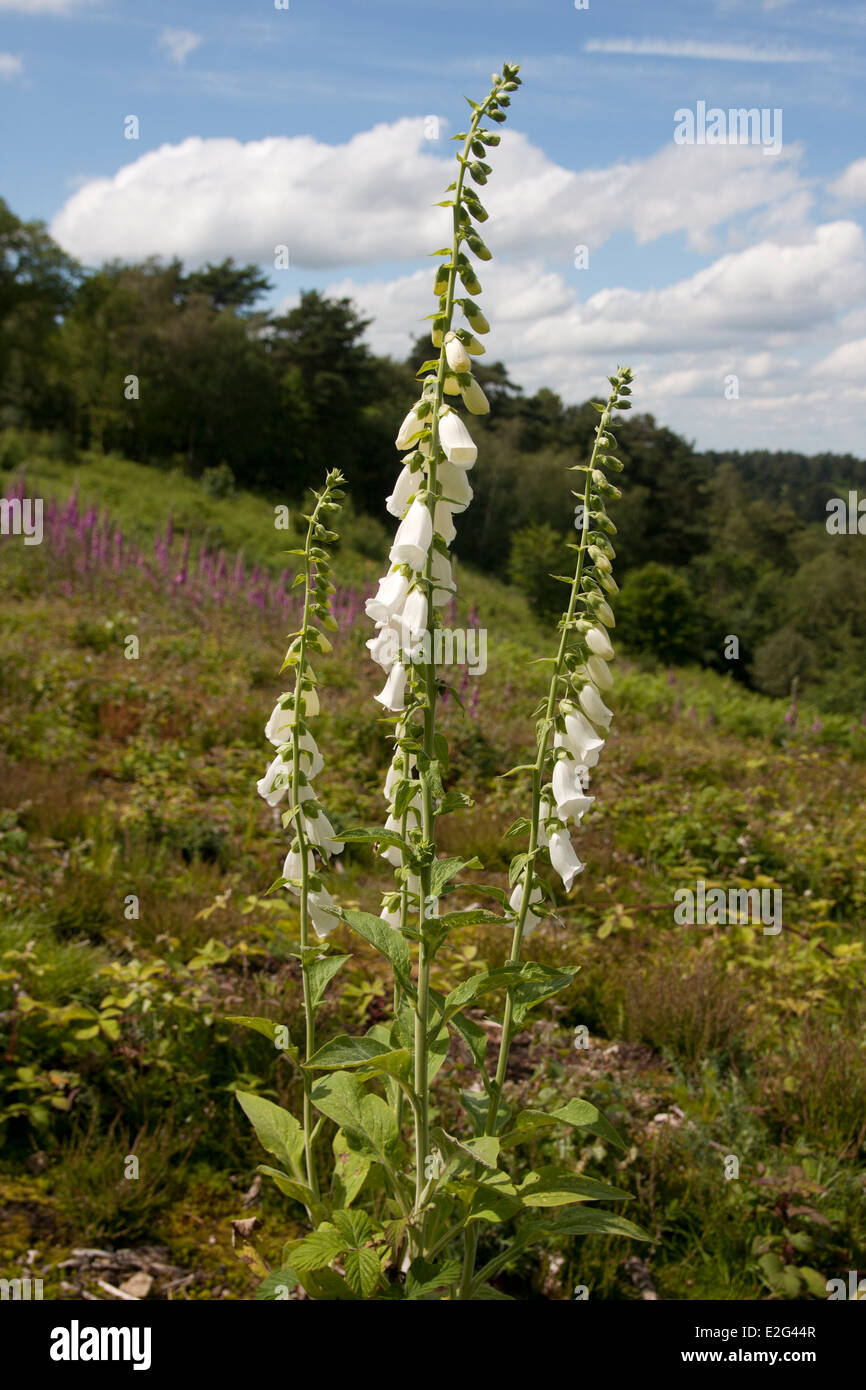 Digitales (Digitalis commun ) sur les pentes de plus en plus de Devils Punchbowl, Hindhead, Surrey, Angleterre Banque D'Images