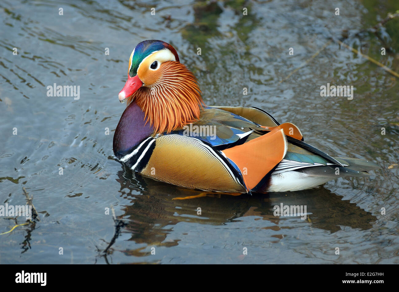 Close up of Canard Mandarin sur l'eau Banque D'Images