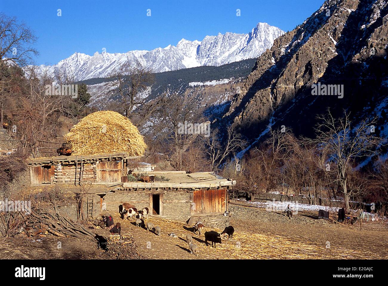 Vallées Kalash Khyber Pakhtunkhwa au Pakistan Bumburet en aval de la vallée de l'étable Krakal village (2150 m) Banque D'Images