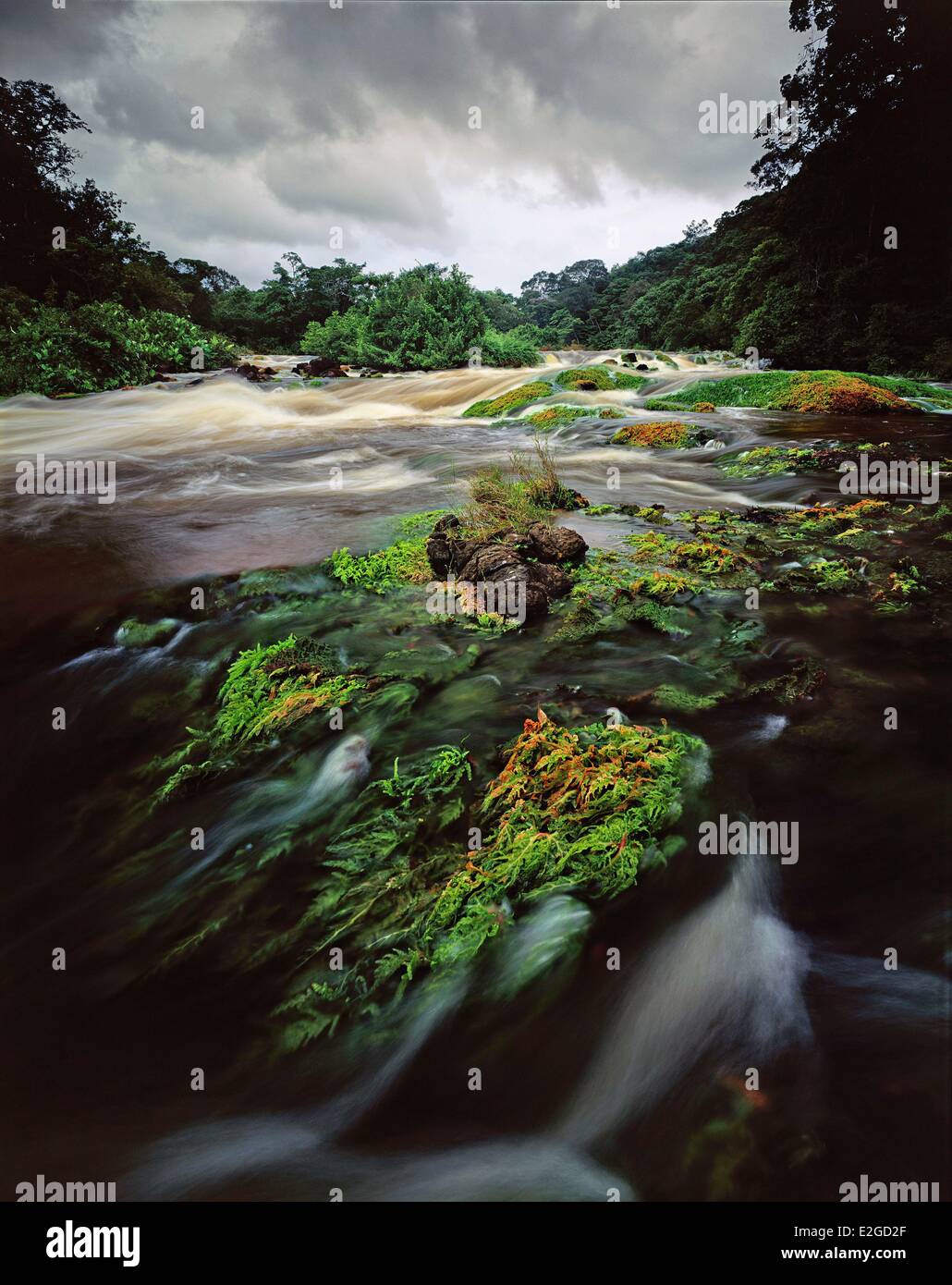 France Guyane Guyane Maroni river Parc amazonien Saut de la tortue geante Coumarou Mourera fluviatilis (salade). Saut est le nom local de rapids Banque D'Images