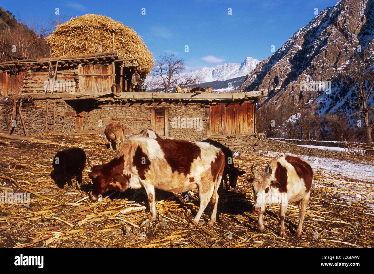 Vallées Kalash Khyber Pakhtunkhwa au Pakistan vallée Bumburet Krakal village (2150m) avant d'étable des vaches en hiver les tiges et les feuilles de maïs sont stockés sur des toits étable pour être utilisé comme litière pour le bétail du clan des chèvres et moutons pendant les mois d'hiver Banque D'Images