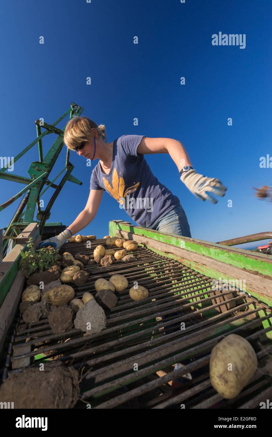 France Finistère Le Conquet le ramasseur de pommes de terre sur l'île de Quemenes en archipel de Molene Banque D'Images