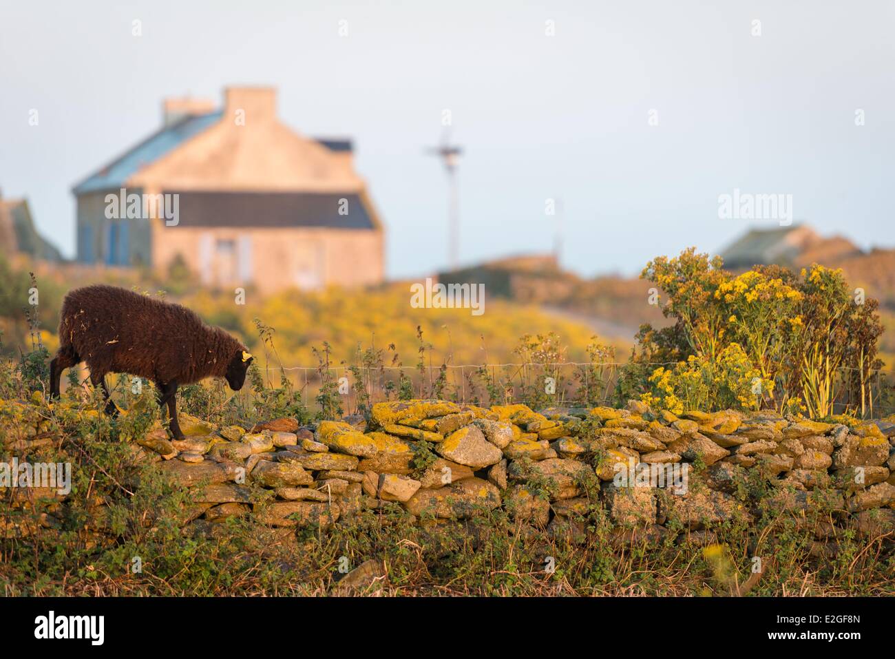 France Finistère Le Conquet les moutons de l'île de Quemenes en archipel de Molene Banque D'Images