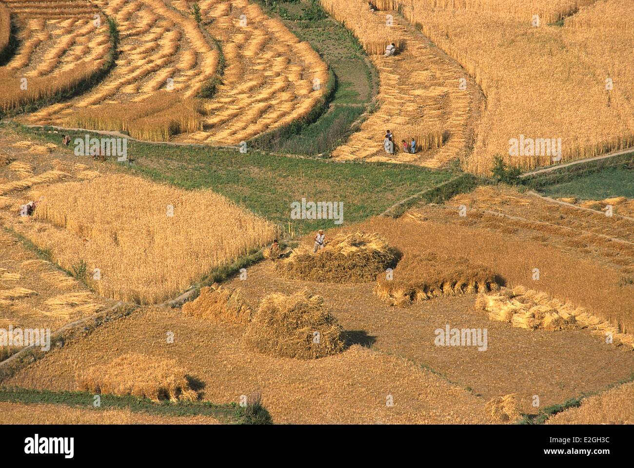 Le district de Chitral du Khyber Pakhtunkhwa au Pakistan en récolte Ayun musulmane dernier village avant d'entrer dans les vallées Kalash étroit de Bumburet et Rumbur (vue aérienne) Banque D'Images