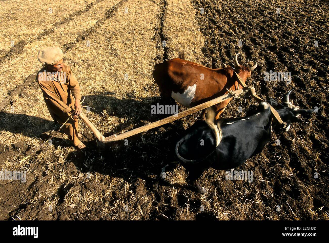 Le Pakistan Khyber Pakhtunkhwa vallées Kalash Kalash valley Bumburet labourer le sol avec un araire tiré par des bœufs Banque D'Images