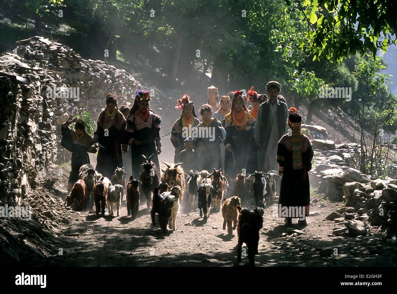 Vallées Kalash Khyber Pakhtunkhwa au Pakistan vallée Bumburet transhumance de chèvres avec toute la famille juste après les célébrations de Joshi spring festival seul jour de l'année où les femmes Kalash sont autorisés à rejoindre les lieux sacrés et pure de pâturages où vivent les fées Banque D'Images