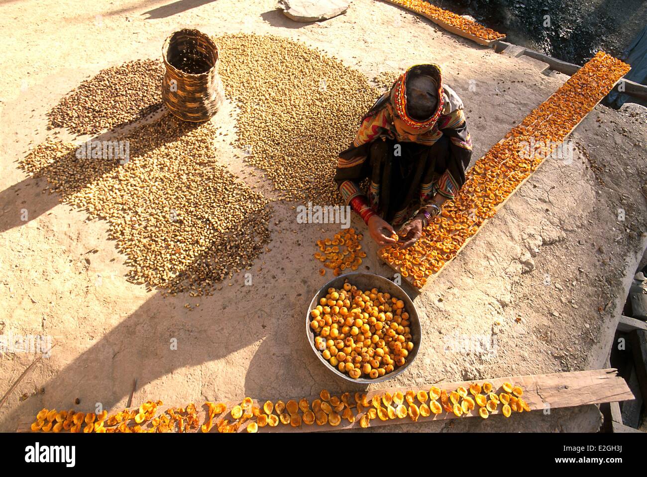 Le Pakistan Khyber Pakhtunkhwa vallées Kalash Kalash valley Bumburet femme préparant les abricots pour le séchage sur le toit plat de sa maison aux côtés de mûrier blanc et noir déjà sèche Banque D'Images