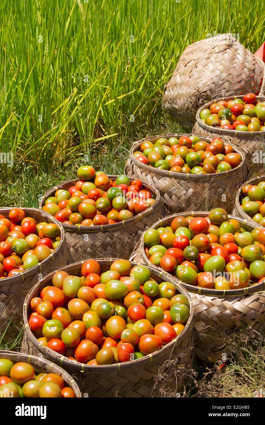 L'île de Java en Indonésie dans la province de Java Ouest paniers de tomates de Cipaganti près d'un champ de riz Banque D'Images