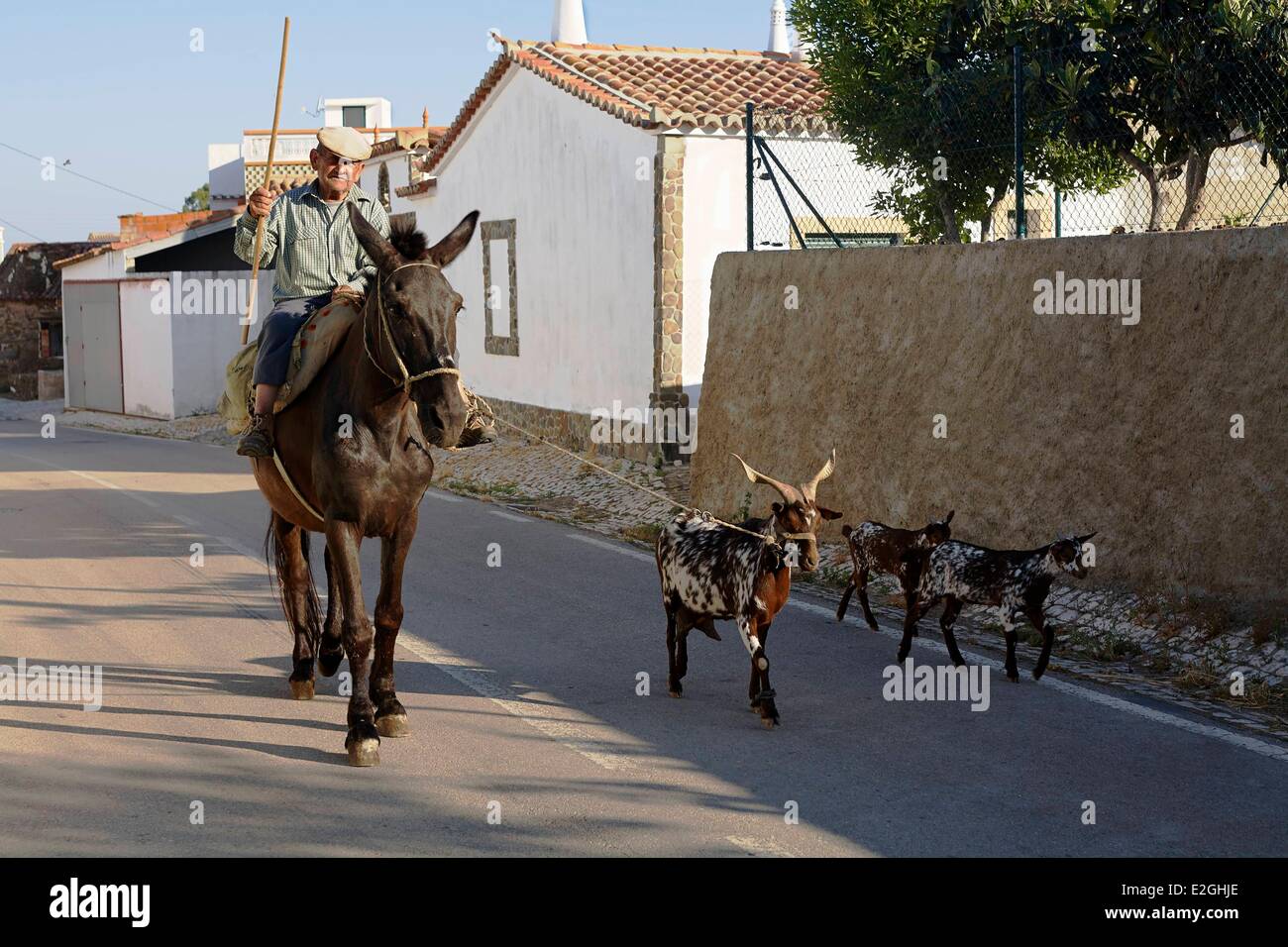 Portugal Algarve Furnazinhas sur l'éleveur et ses chèvres dans la rue principale du village Banque D'Images