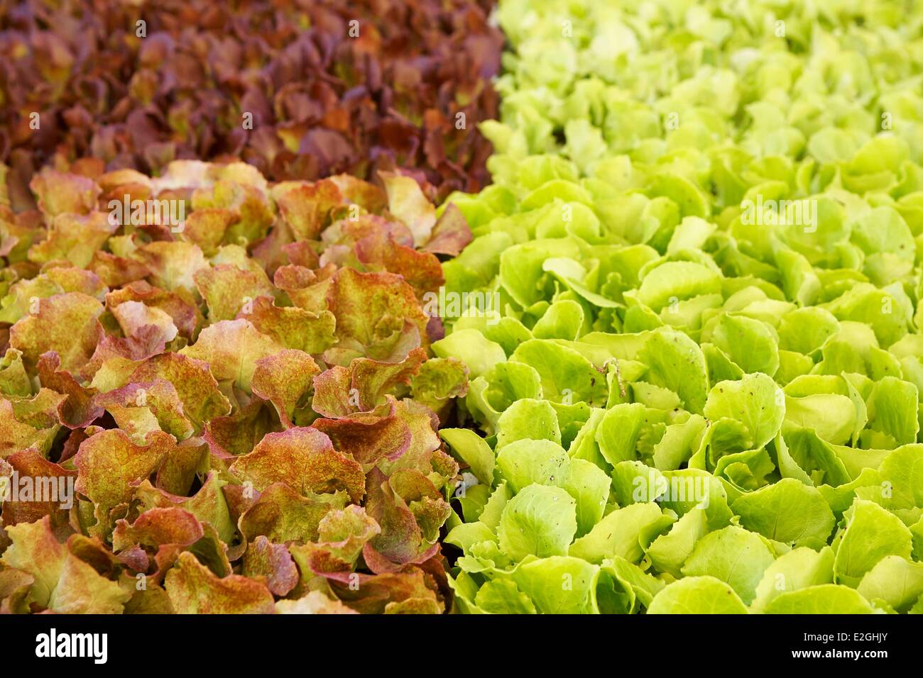 Le district de Faro Portugal Algarve Loule salades for sale at market Banque D'Images
