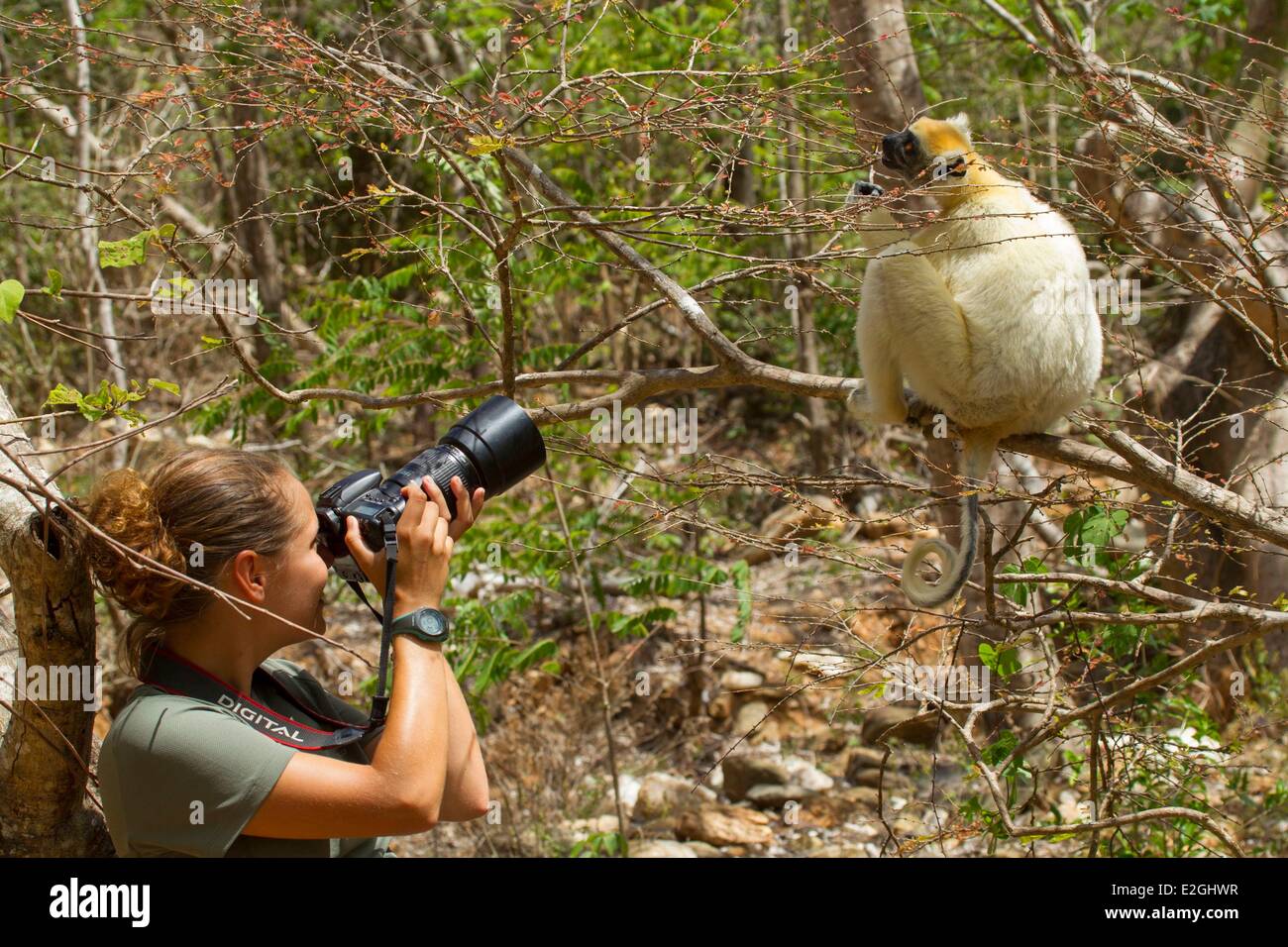 L'aire protégée Loky-Manambato Madagascar Daraina Femme photographier un Sifaka couronne dorée (Propithecus tattersalli Daraina, endémique la disparition des forêts Banque D'Images