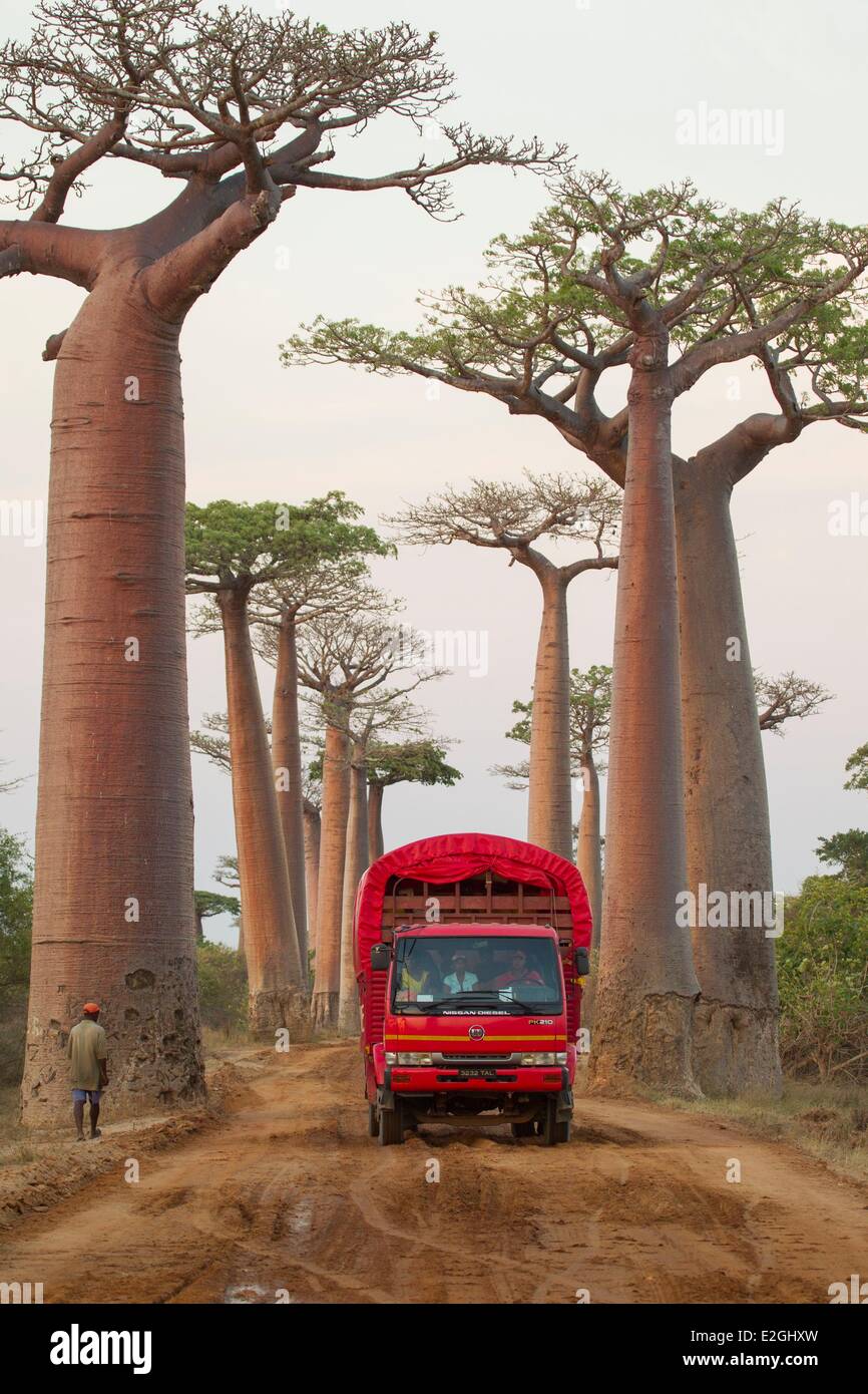 Madagascar zone protégée Menabe-Antimena Allée de baobab du Grandidier Baobabs (Adansonia grandidieri) vieux camion roulant sur route de terre Banque D'Images