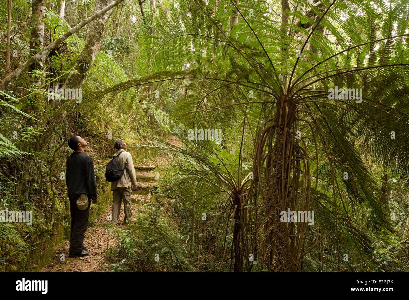 Hautes terres Madagascar Angavo Anjozorobe aire protégée malgache deux guides sur l'ecotrail à Anjozorobe forest Banque D'Images