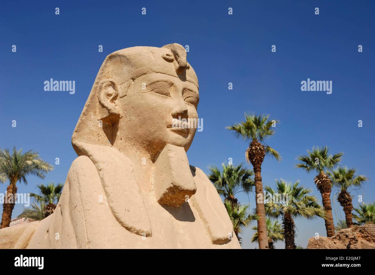 La Haute Egypte Egypte Luxor temple inscrit au Patrimoine Mondial par l'UNESCO Allée de sphinx Criosphinx dromos avec tête de ram et son corps de lion remodelé par Pharaon Nectanebo première à son image et à la recherche à droite Banque D'Images