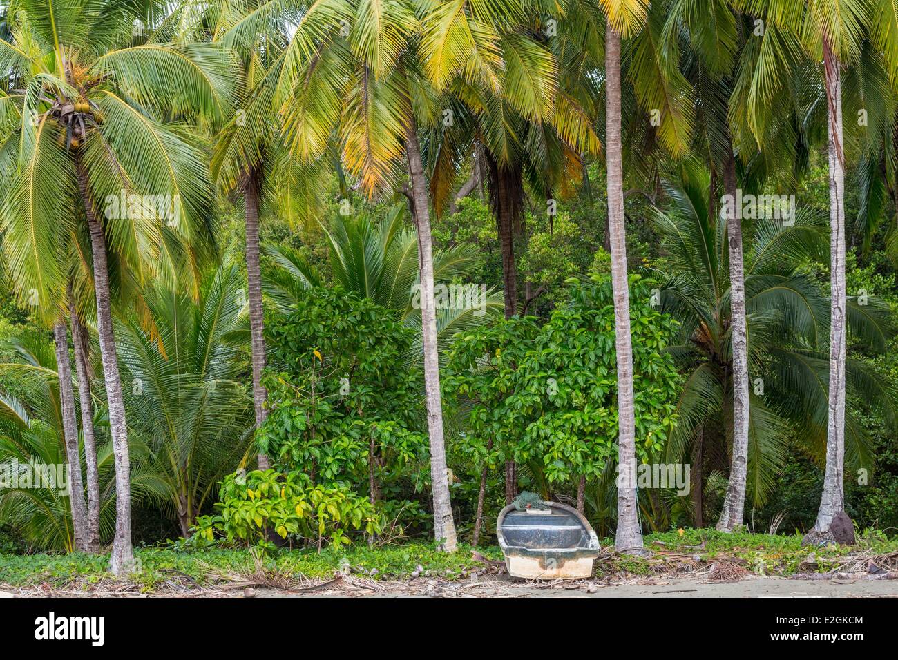 Veraguas Panama Chiriqui province Golfe de Santa Catalina voile sous les palmiers par mer Banque D'Images