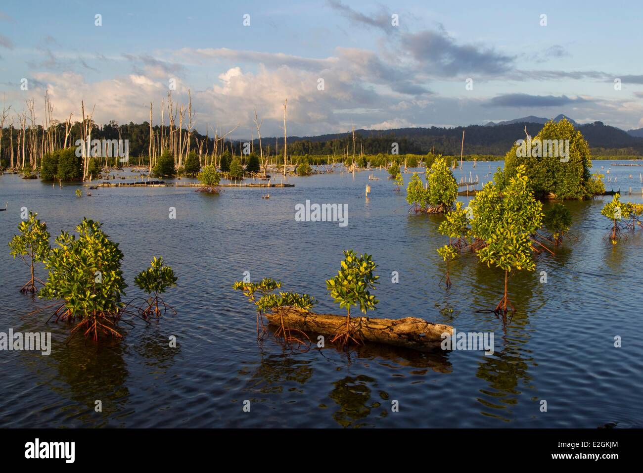 L'île de Sumatra en Indonésie la province d'Aceh Calang mangrove après le tsunami de décembre 2004 Banque D'Images