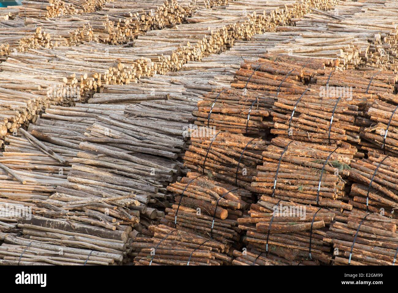 La côte cantabrique Galice Espagne Port de Ribadeo en bois de Tasmanie Blue Gum Gum Bleu du sud ou Blue Gum (Eucalyptus globulus) destiné à la fabrication du papier Banque D'Images