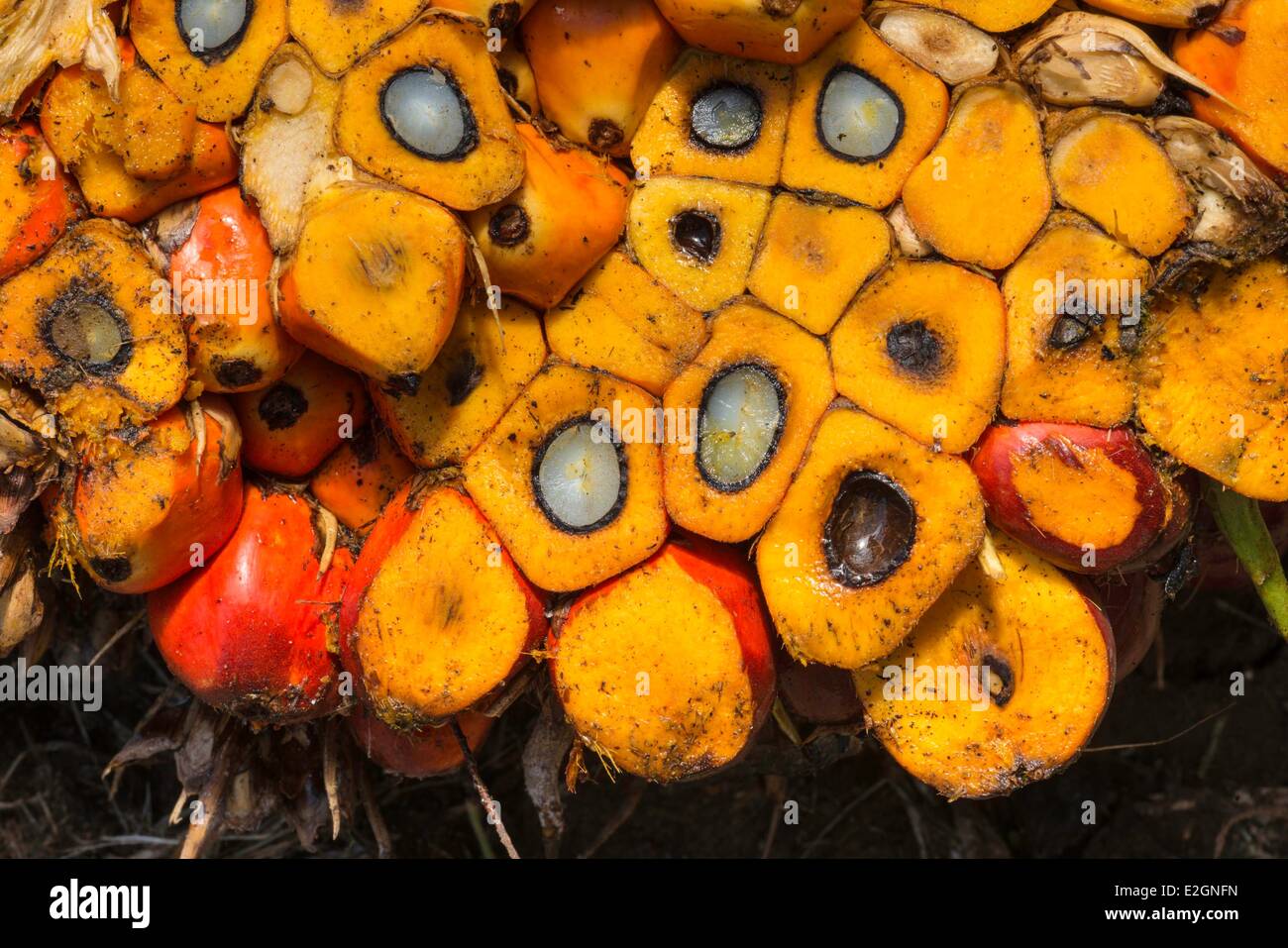 La Papouasie-Nouvelle-Guinée l'île de Nouvelle Bretagne la province de West New Britain Talasea Kimbe district Garu zone nouvelle plantation de palmiers à huile de la Grande-Bretagne de l'écrou du palmier à huile limitée Banque D'Images