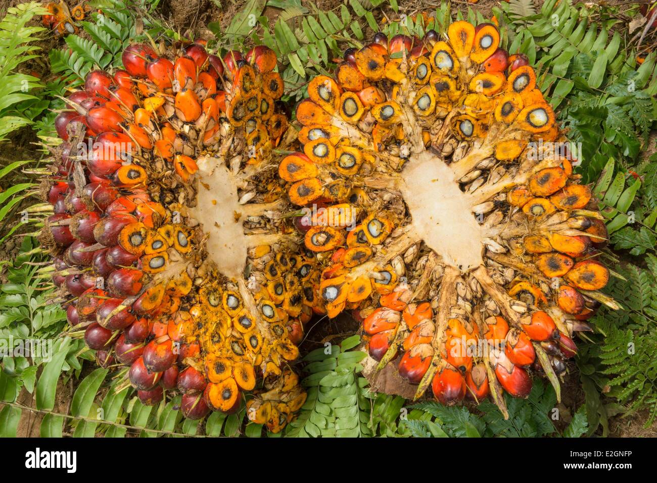 La Papouasie-Nouvelle-Guinée l'île de Nouvelle Bretagne la province de West New Britain Talasea Kimbe district Garu zone nouvelle plantation de palmiers à huile de la Grande-Bretagne de l'écrou du palmier à huile limitée Banque D'Images