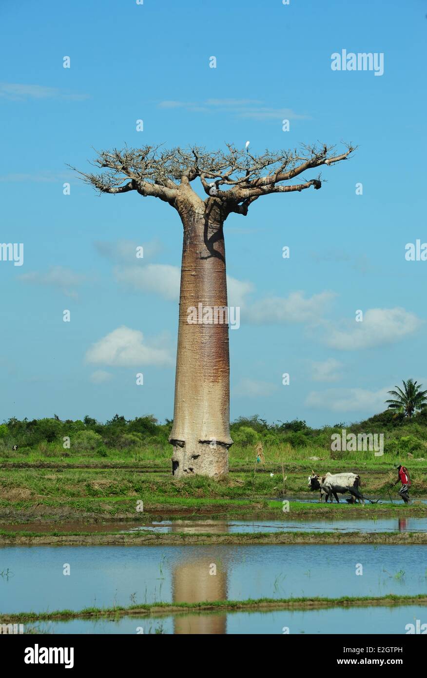 Madagascar Région de Menabe Morondava Baobab Alley voir sur Adansonia grandidieri et l'homme travaillant dans le secteur des Banque D'Images