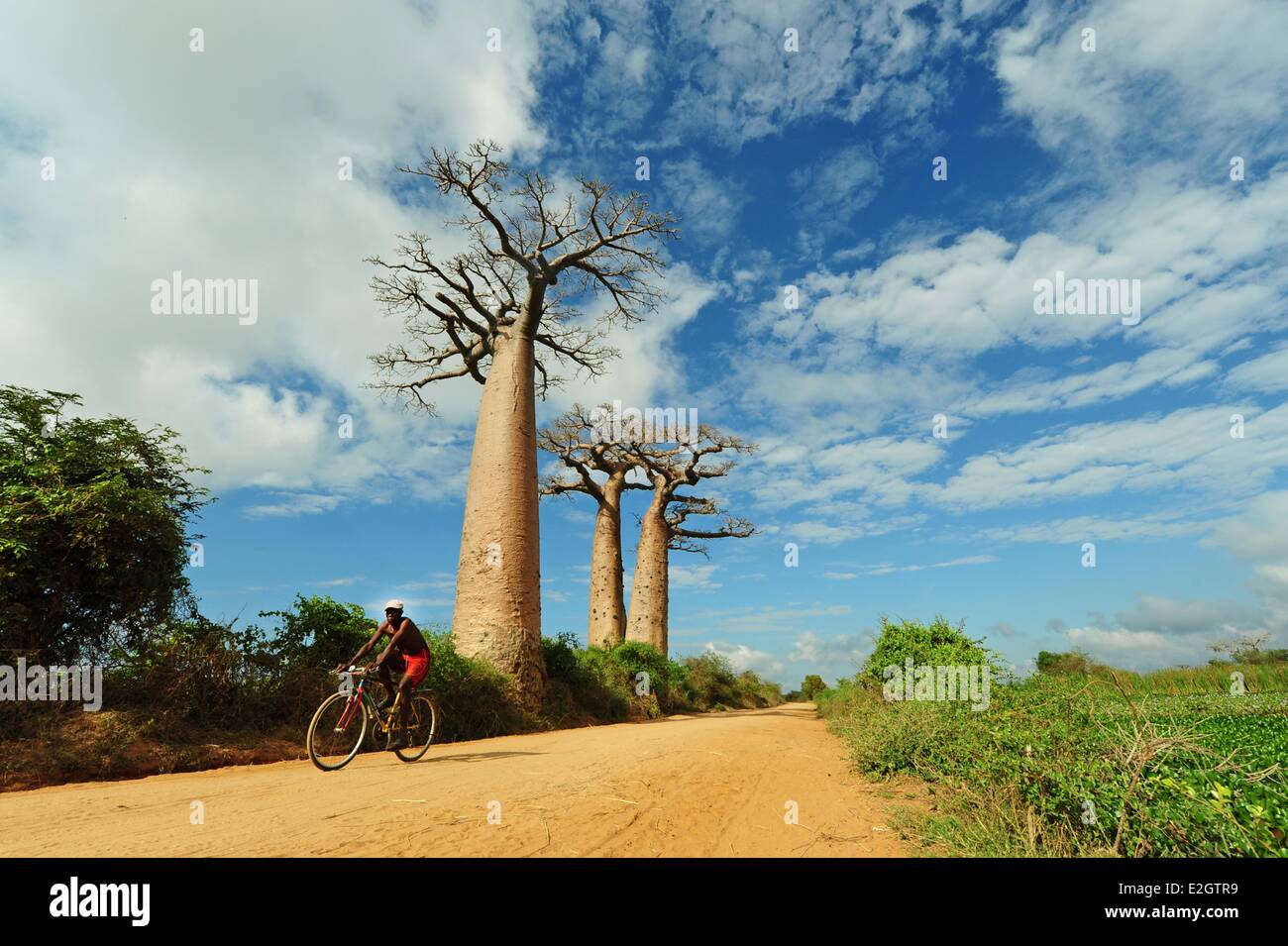 Madagascar Région de Menabe Morondava Baobab Alley voir sur Adansonia grandidieri Banque D'Images