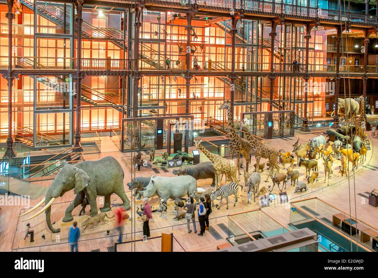 France Paris Museum National d'Histoire naturelle (musée national d'histoire  naturelle) La Grande Galerie de l'évolution (evolution gallery) par  l'architecte Paul Chemetov scénographie René Allio Photo Stock - Alamy