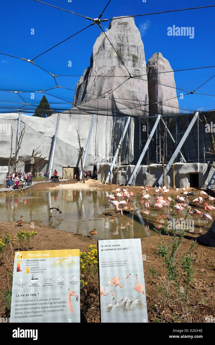 France Paris Parc Zoologique de Paris (Zoo de Vincennes) des flamants roses (Phoenicopterus roseus) en grande volière et en arrière-plan grand rocher qui est vue de zoo depuis 1934 Banque D'Images