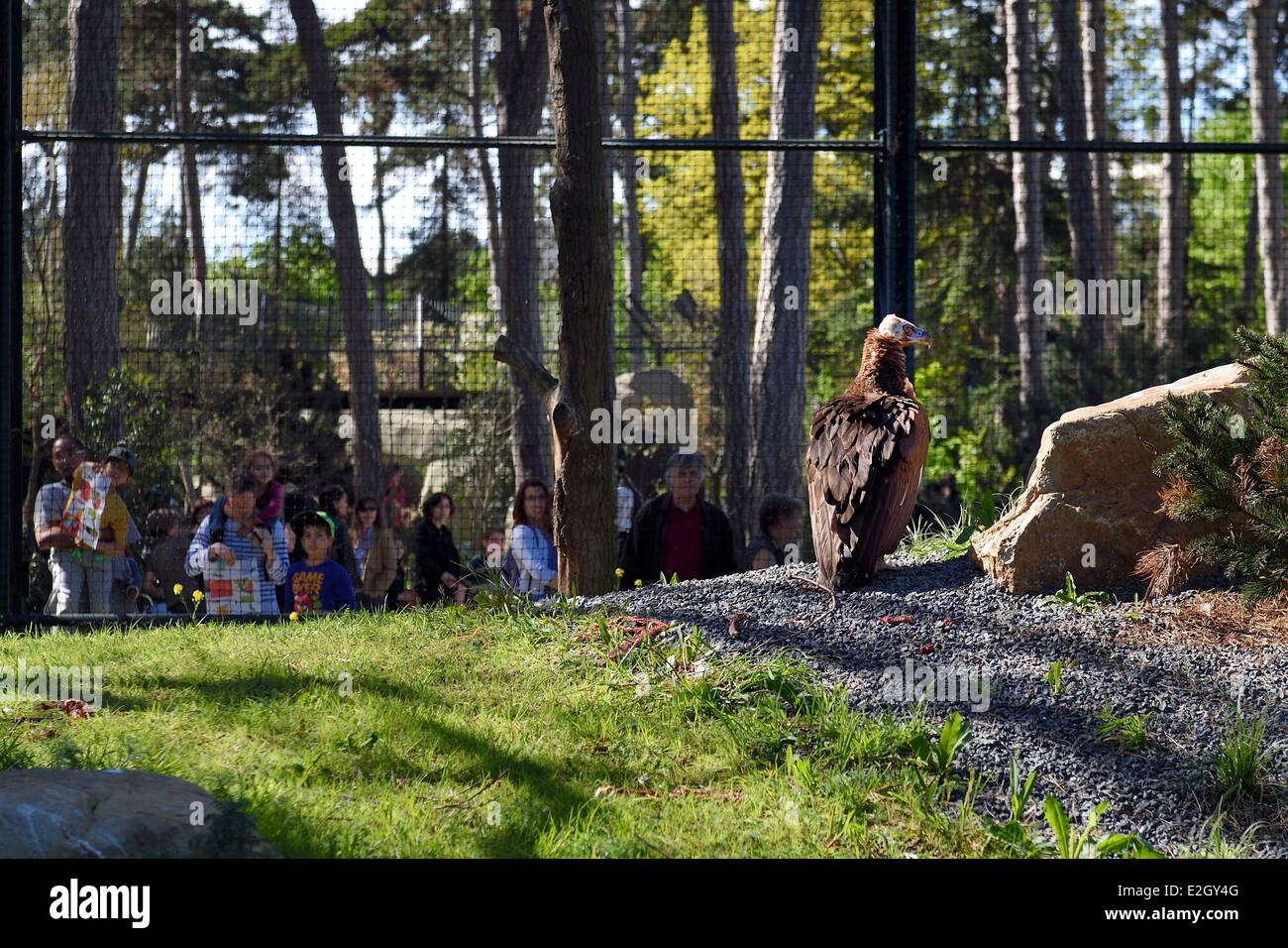 France Paris Parc Zoologique de Paris (Zoo de Vincennes) vautour fauve (Gyps fulvus) dans la biozone européenne Banque D'Images