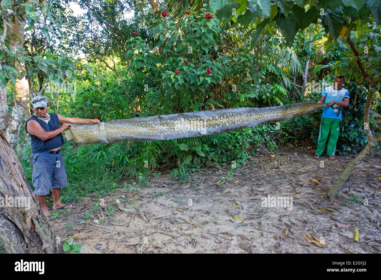 L'état d'Amazonas au Brésil du bassin du fleuve Amazone Manaus peau d'anaconda vert une attente par deux hommes Banque D'Images