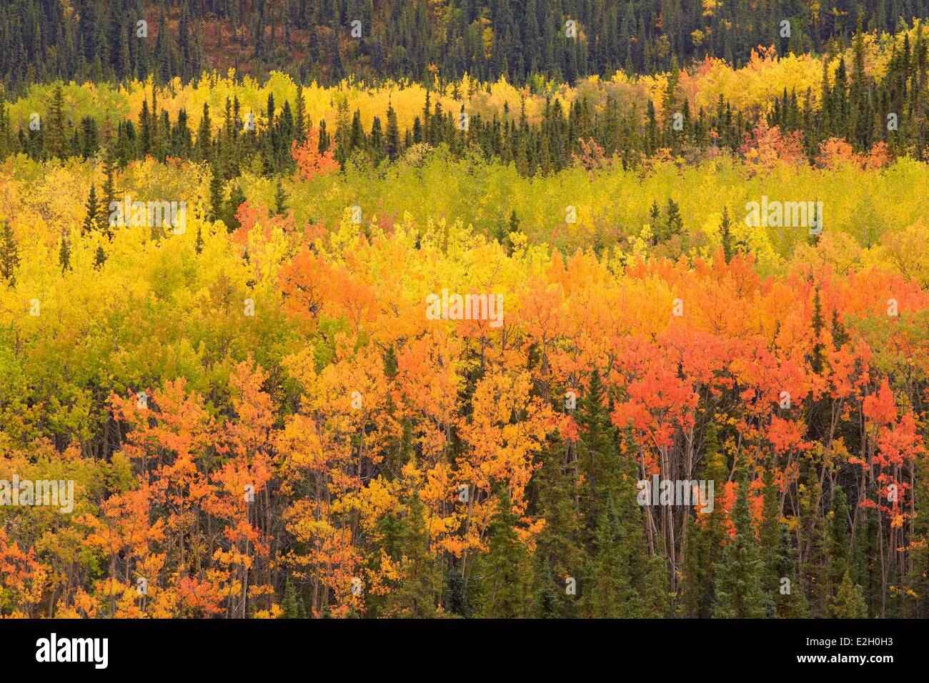 United States Alaska Denali National Park de couleur à l'automne George Parks Highway Banque D'Images