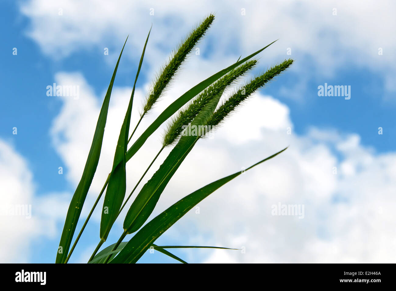 Petit groupe de tiges de mil soufflant doucement dans une douce brise sous un ciel nuageux jour d'été. Banque D'Images