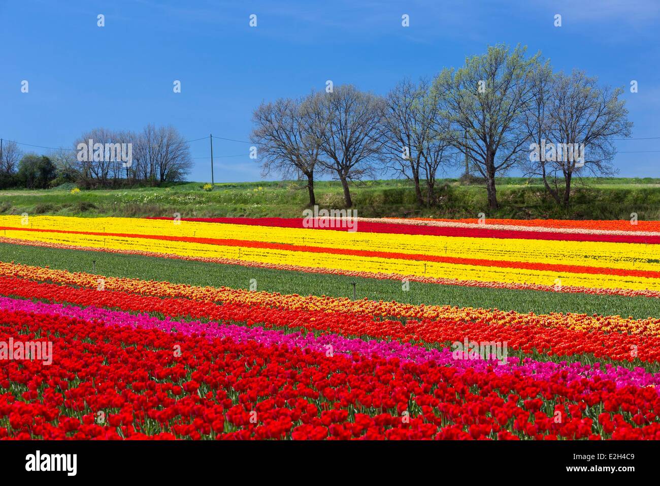 France Alpes de Haute Provence Lurs champ de tulipes Photo Stock - Alamy