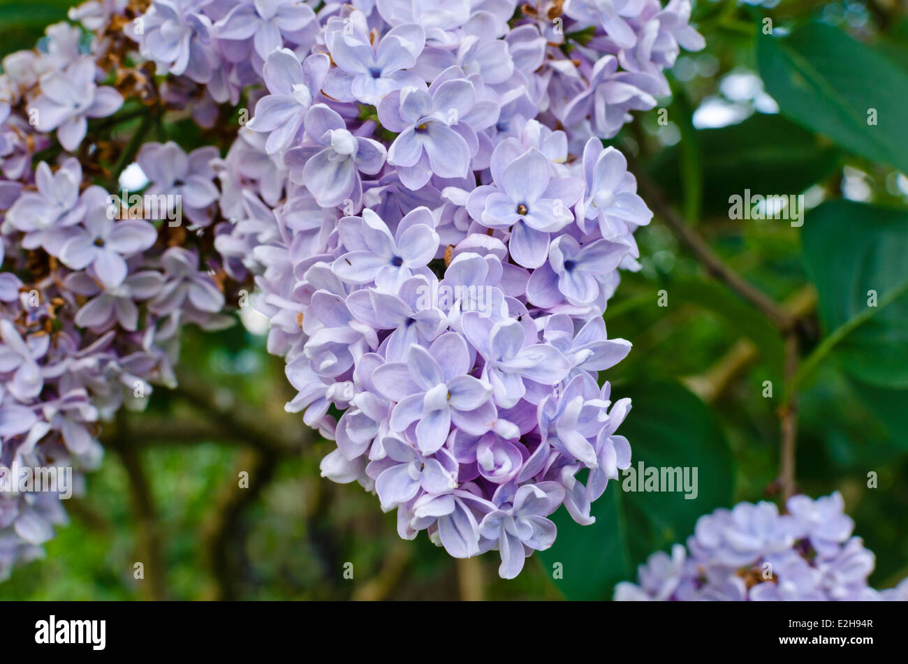 Belles fleurs lilas en fleurs. Libre d'une grappe de fleurs lilas au printemps. Syringa vulgaris. Banque D'Images