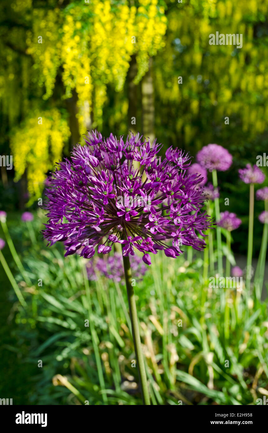 Belle floraison Allium hollandicum 'Purple Sensation' avec chaîne d'or (laburnum) arbre dans l'arrière-plan. Dans le jardin. Banque D'Images