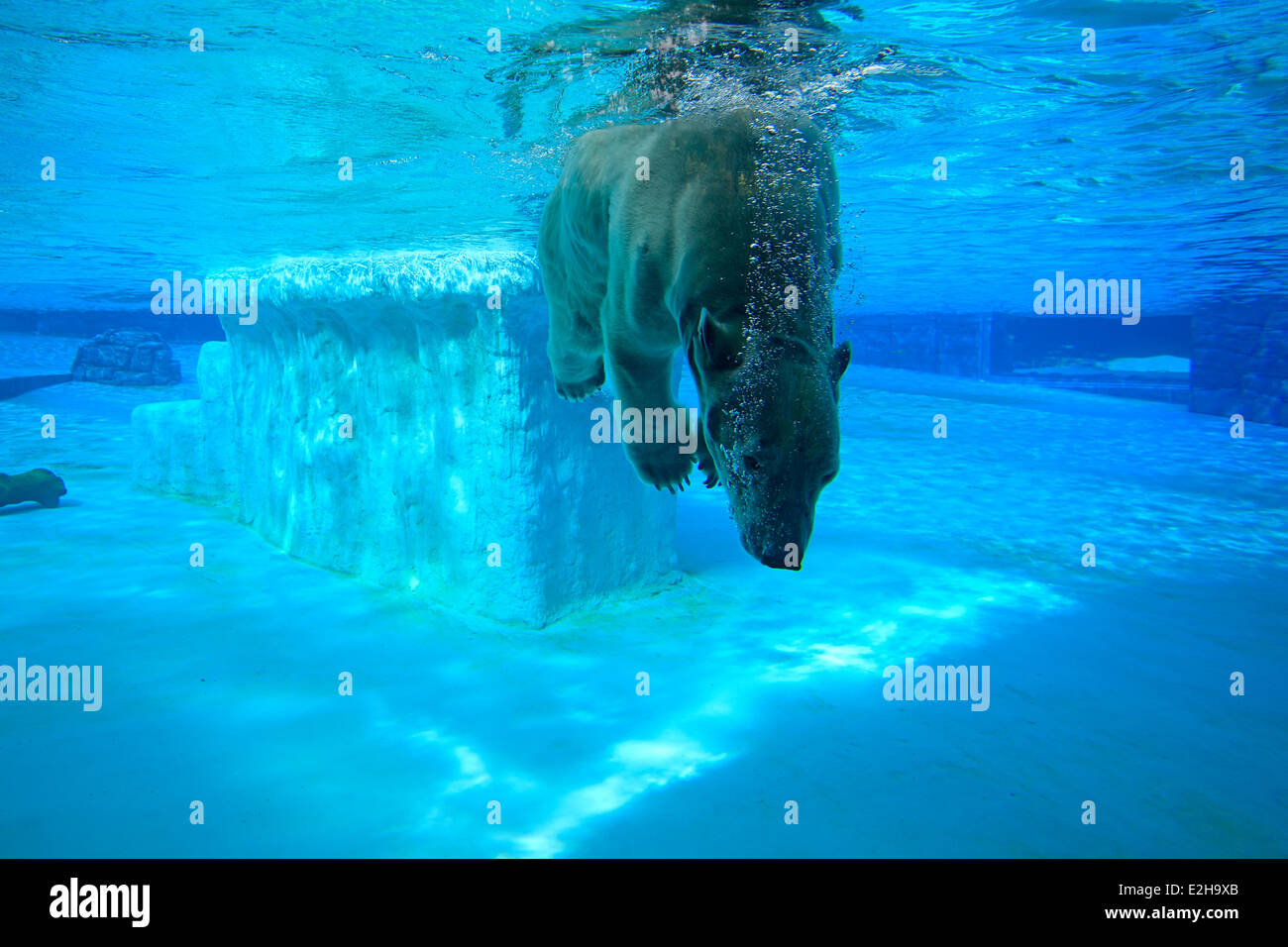 L'ours polaire (Ursus maritimus) adulte, submergé dans l'eau, le Zoo de Singapour, Singapour Banque D'Images