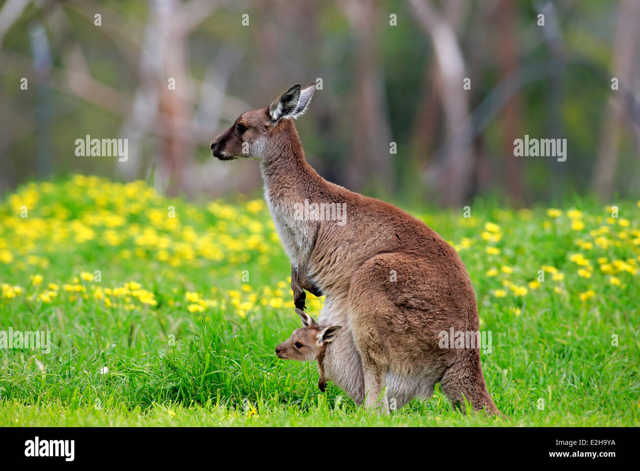 L'île kangourou (Macropus fuliginosus fuliginosus kangourous), Femme avec Joey dans l'étui, l'Australie du Sud, Australie Banque D'Images