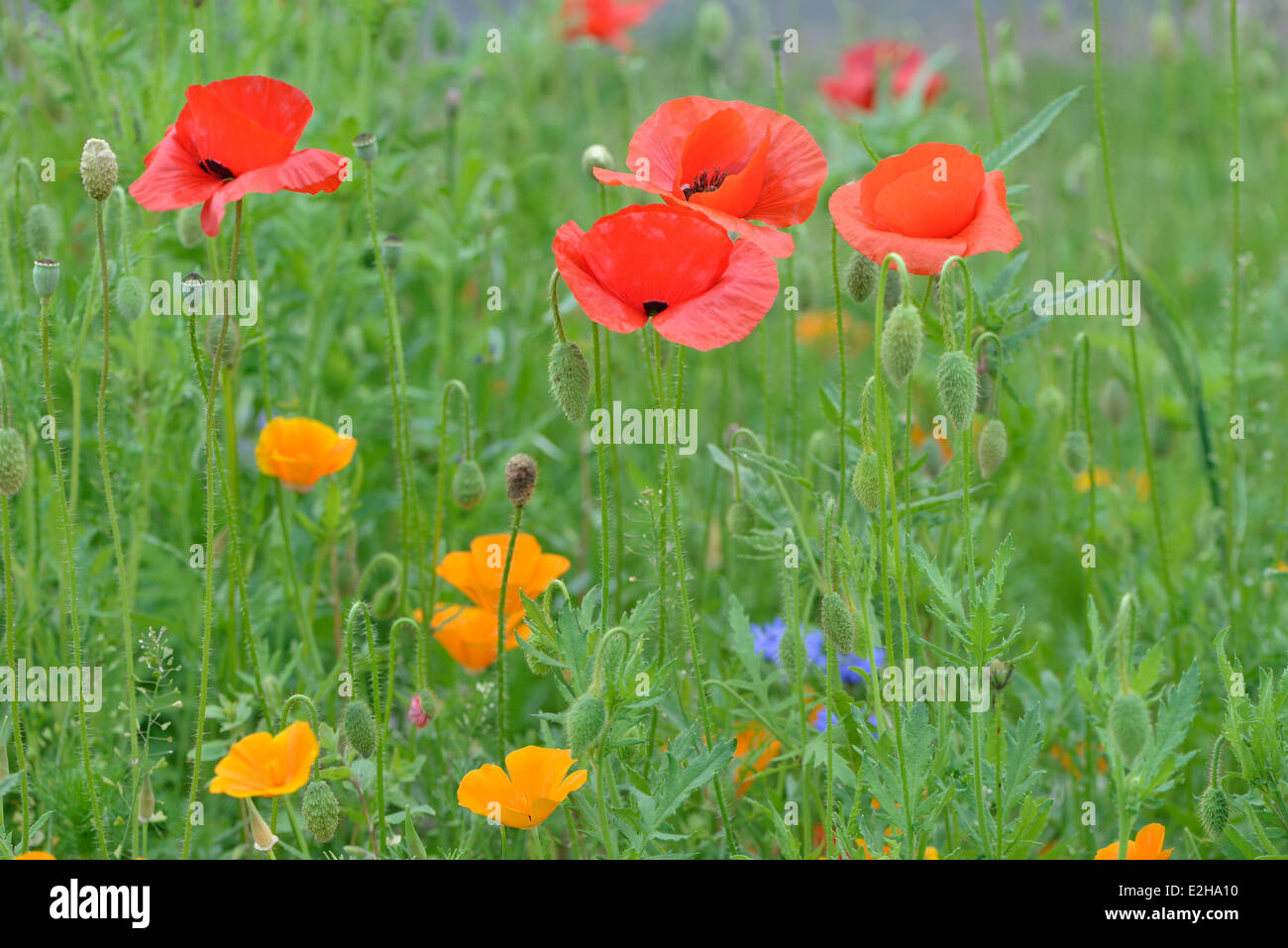 Coquelicots de maïs (Papaver rhoeas) et coquelicots de Californie (Eschscholzia californica), de l'Ems, Basse-Saxe, Allemagne Banque D'Images