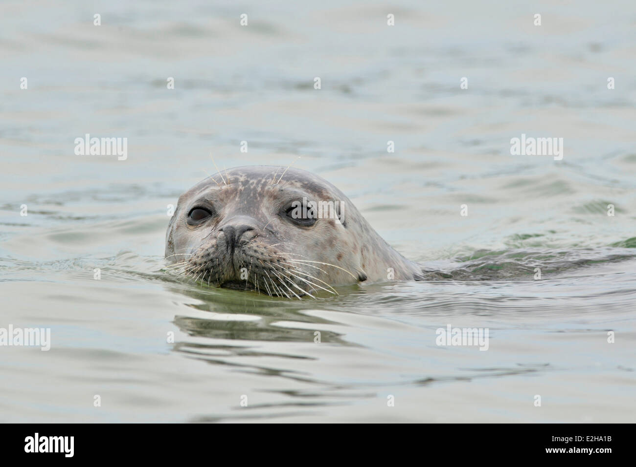 Ou du Phoque commun (Phoca vitulina), dans l'eau, d'Heligoland, Schleswig-Holstein, Allemagne Banque D'Images