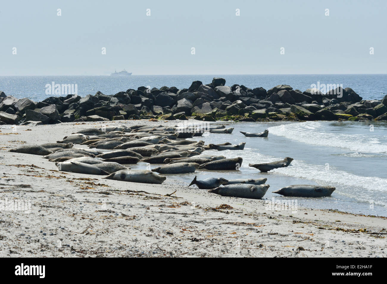 Les phoques communs et les Phoques communs (Phoca vitulina) sur la plage, l'île de Helgoland, Schleswig-Holstein, Allemagne Banque D'Images