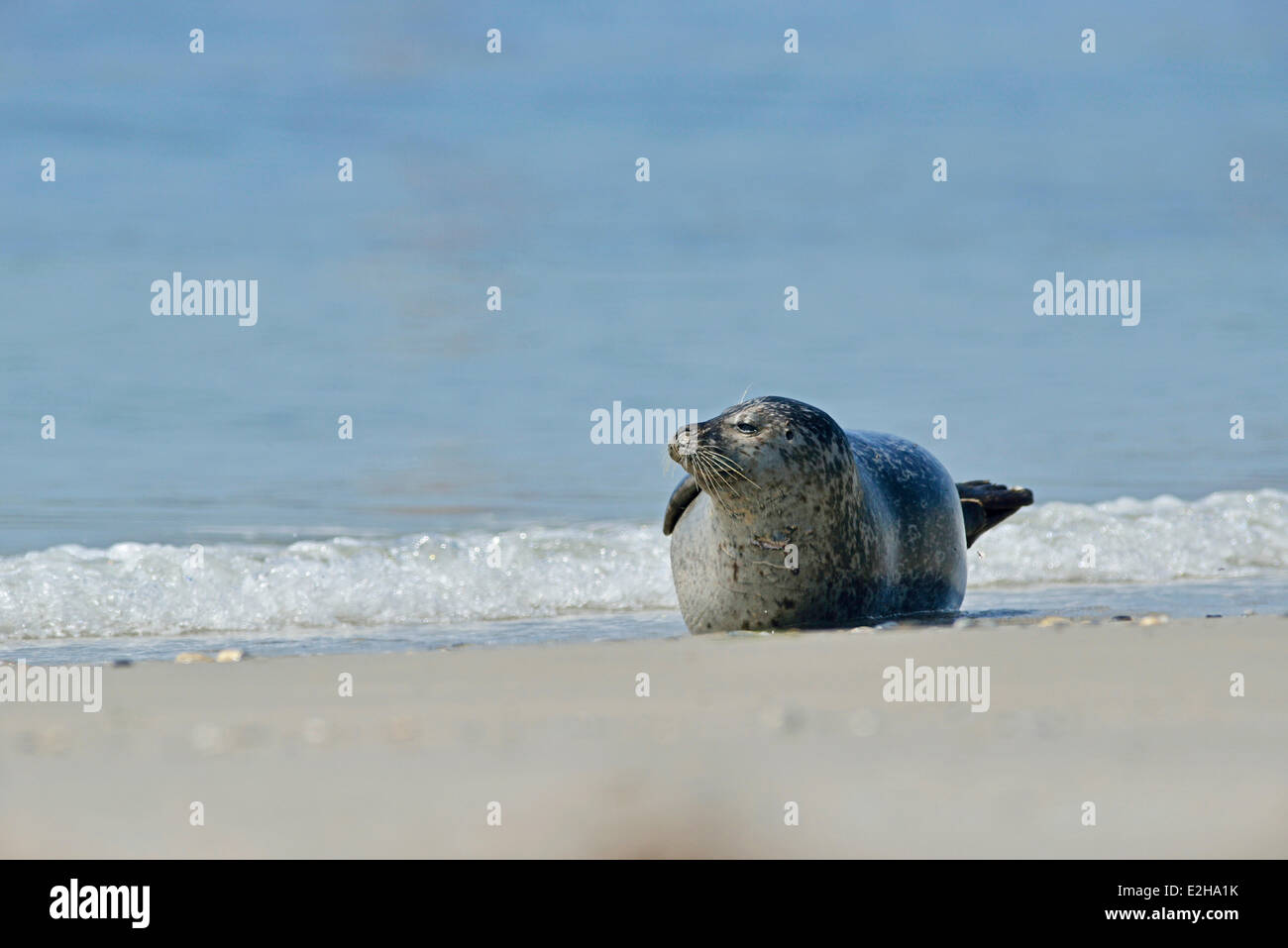 Ou du Phoque commun (Phoca vitulina), Helgoland, Schleswig-Holstein, Allemagne Banque D'Images