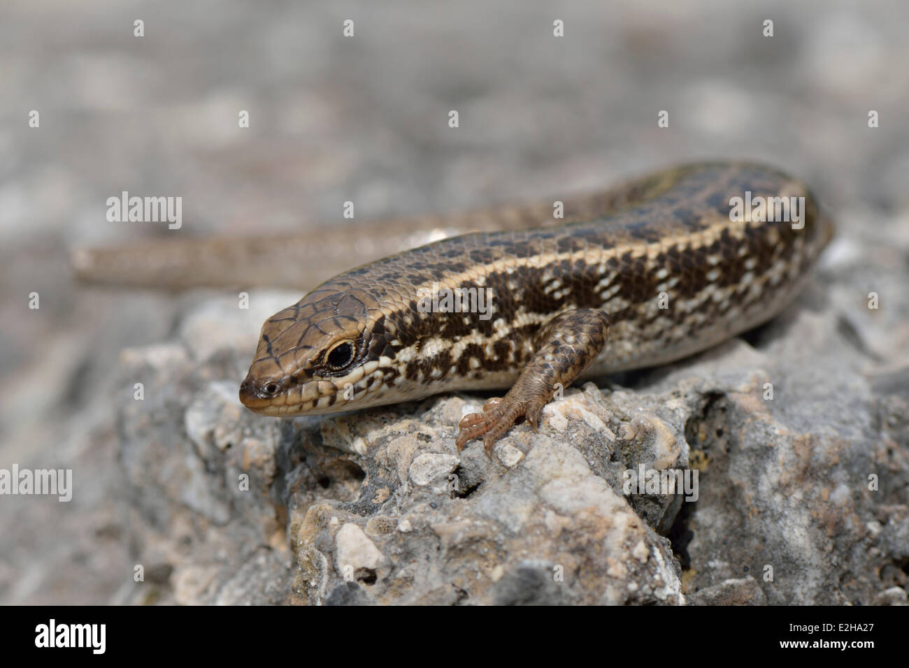 L'herbe d'or Mabuya Trachylepis (aurata aurata), adulte, se prélassant au soleil, la Lycie, Turquie Banque D'Images