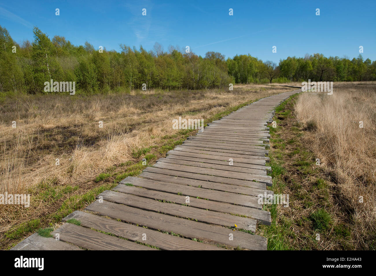 Promenade dans une lande ou tourbière, Rhénanie du Nord-Westphalie, Allemagne Banque D'Images