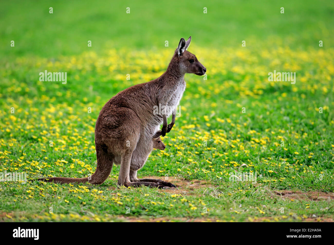 L'île kangourou (Macropus fuliginosus fuliginosus kangourous), Femme avec Joey dans l'étui, l'Australie du Sud, Australie Banque D'Images