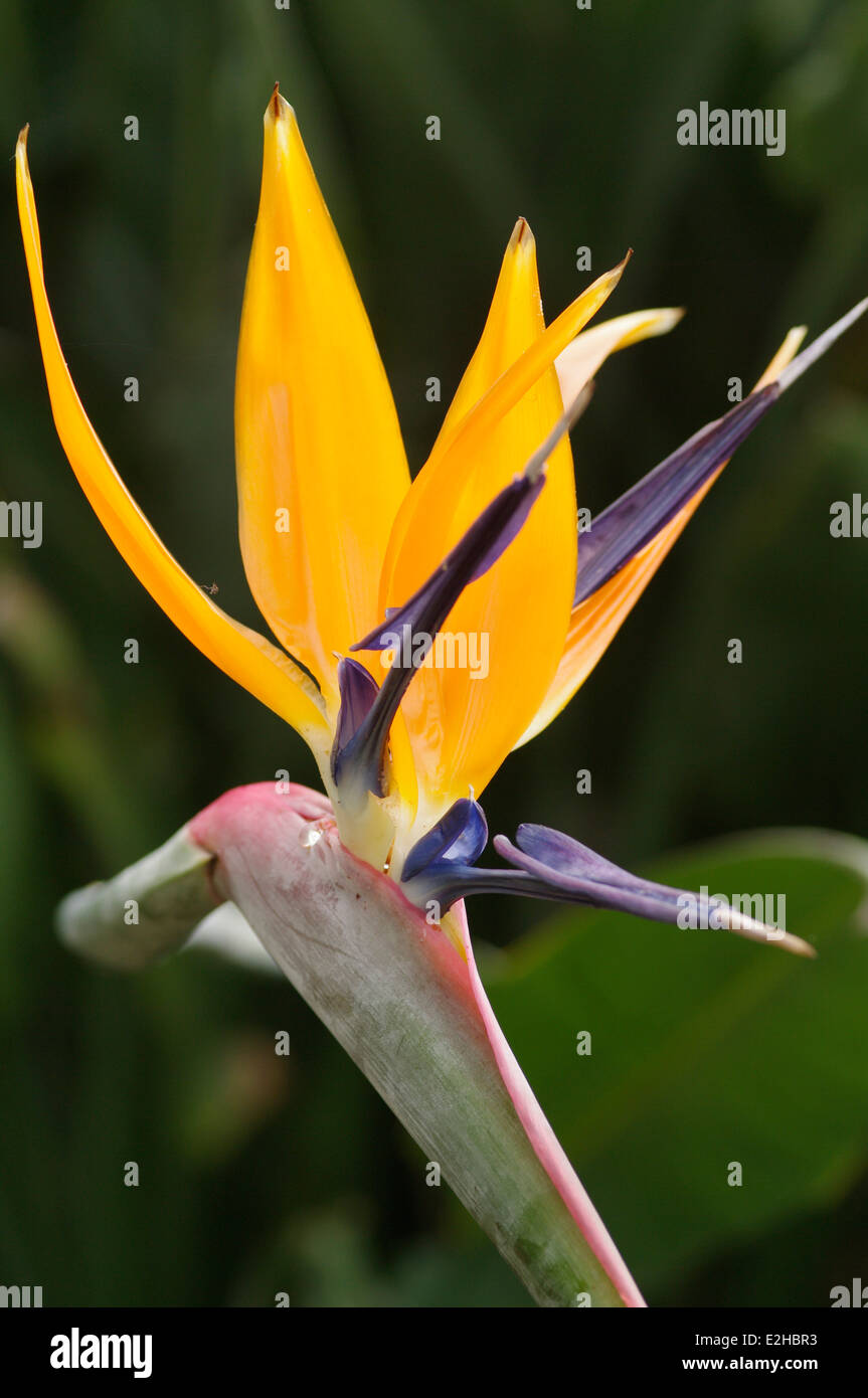 Bird of Paradise flower - Strelitzia sp. Banque D'Images