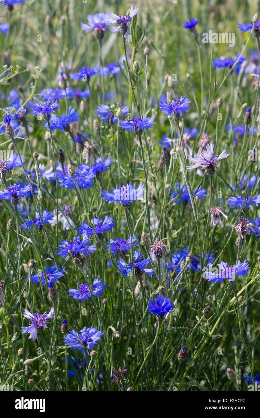 Fleurs de bleuet Centaurea cyanus Banque D'Images
