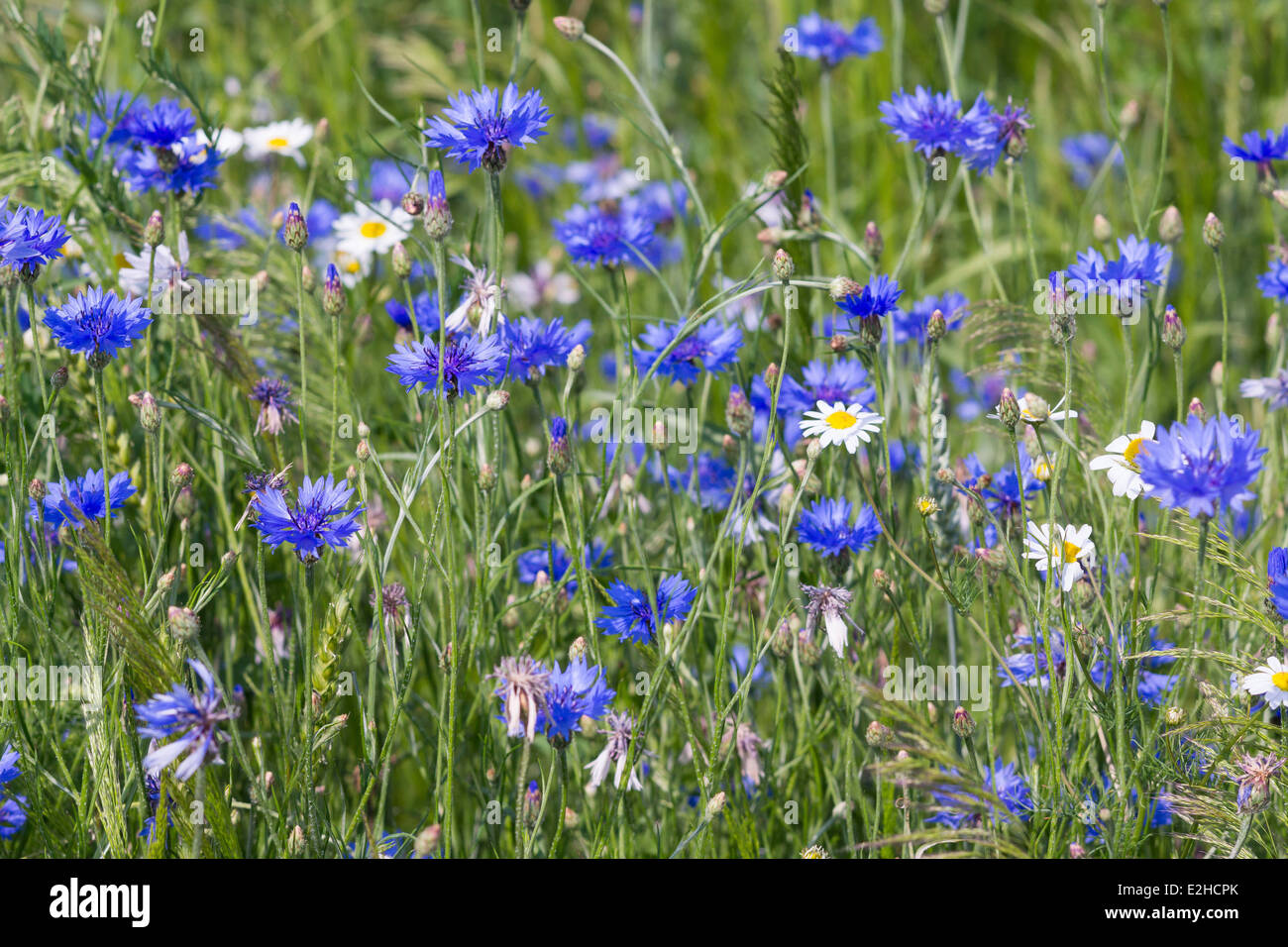 Fleurs de bleuet Centaurea cyanus Banque D'Images