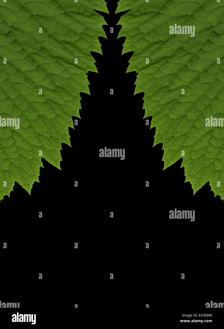 Un design symétrique composée d'une image miroir d'un vert feuille panachée avec edge sur un fond noir Banque D'Images