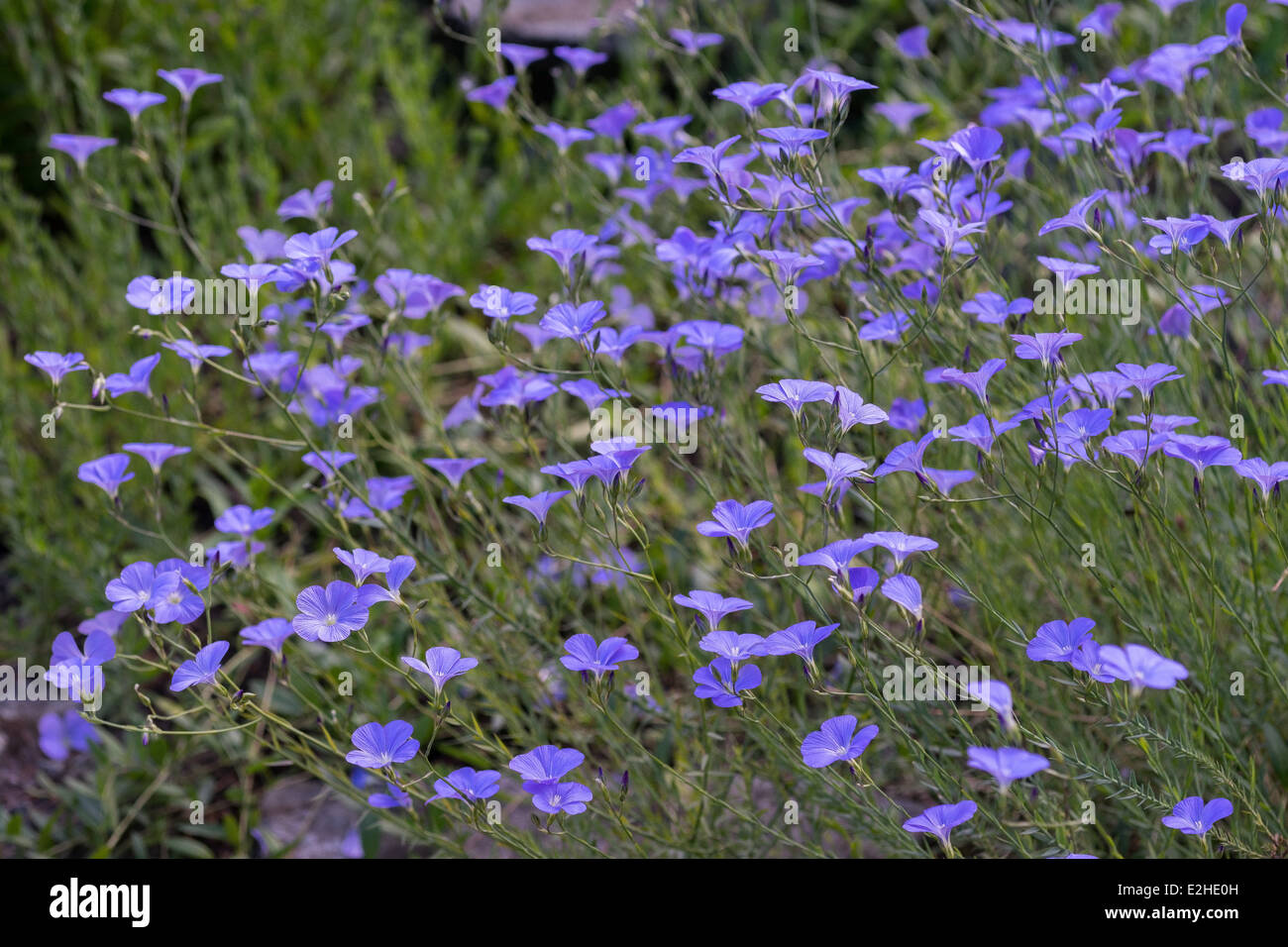 Linum narbonense lin lin vivace bleu en fleurs Banque D'Images